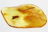 Detailed Fossil Caddisfly (Trichoptera) In Baltic Amber - Green Eyes! #362669-1